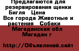 Предлагаются для резервирования щенки Бигля › Цена ­ 40 000 - Все города Животные и растения » Собаки   . Магаданская обл.,Магадан г.